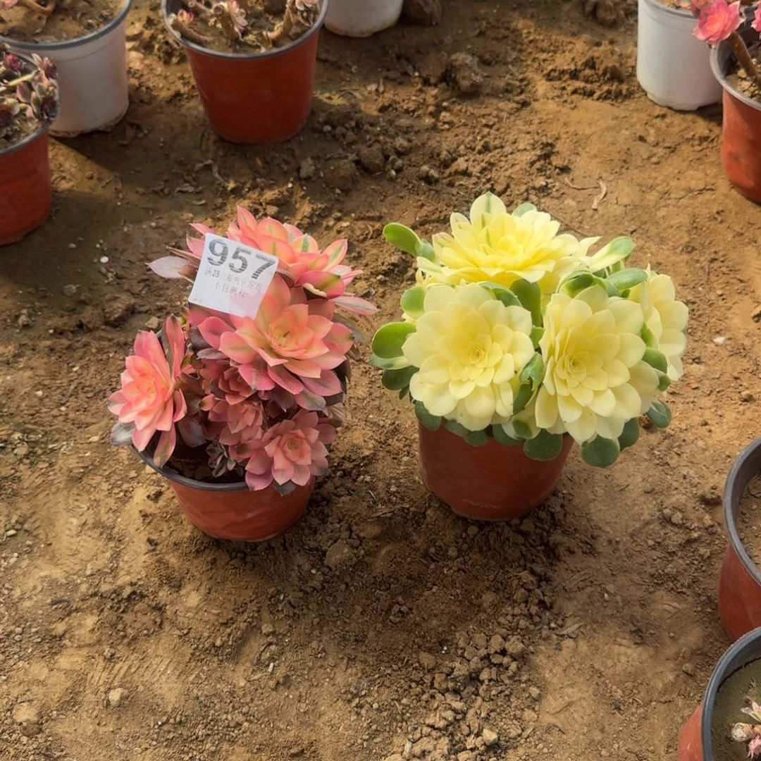 我****光957号辛尼亚 香妃不包损