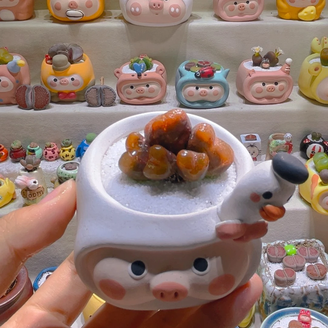 100高端多肉带盆土一套58