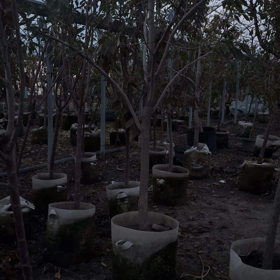 石榴石石榴石石榴石