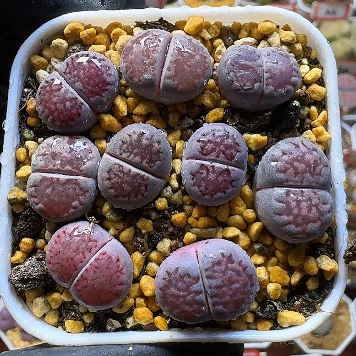 生石花111111211。    165