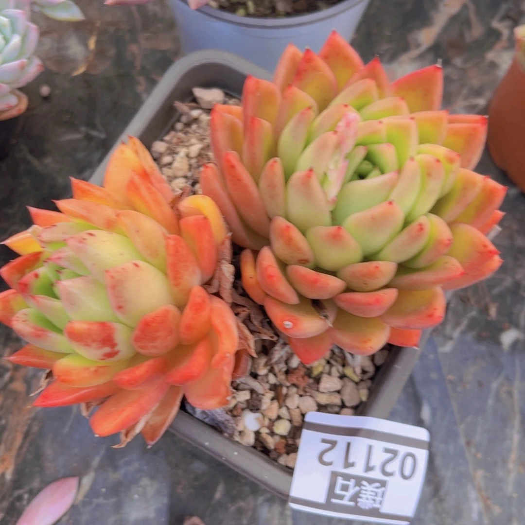 东云杂02112多肉植物