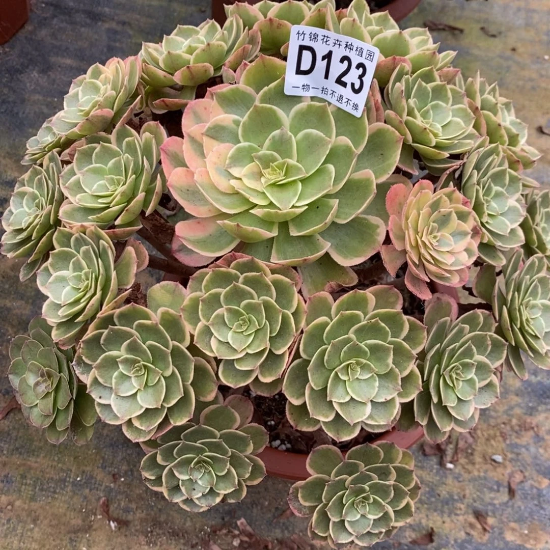 123粉花妖妖桩福利