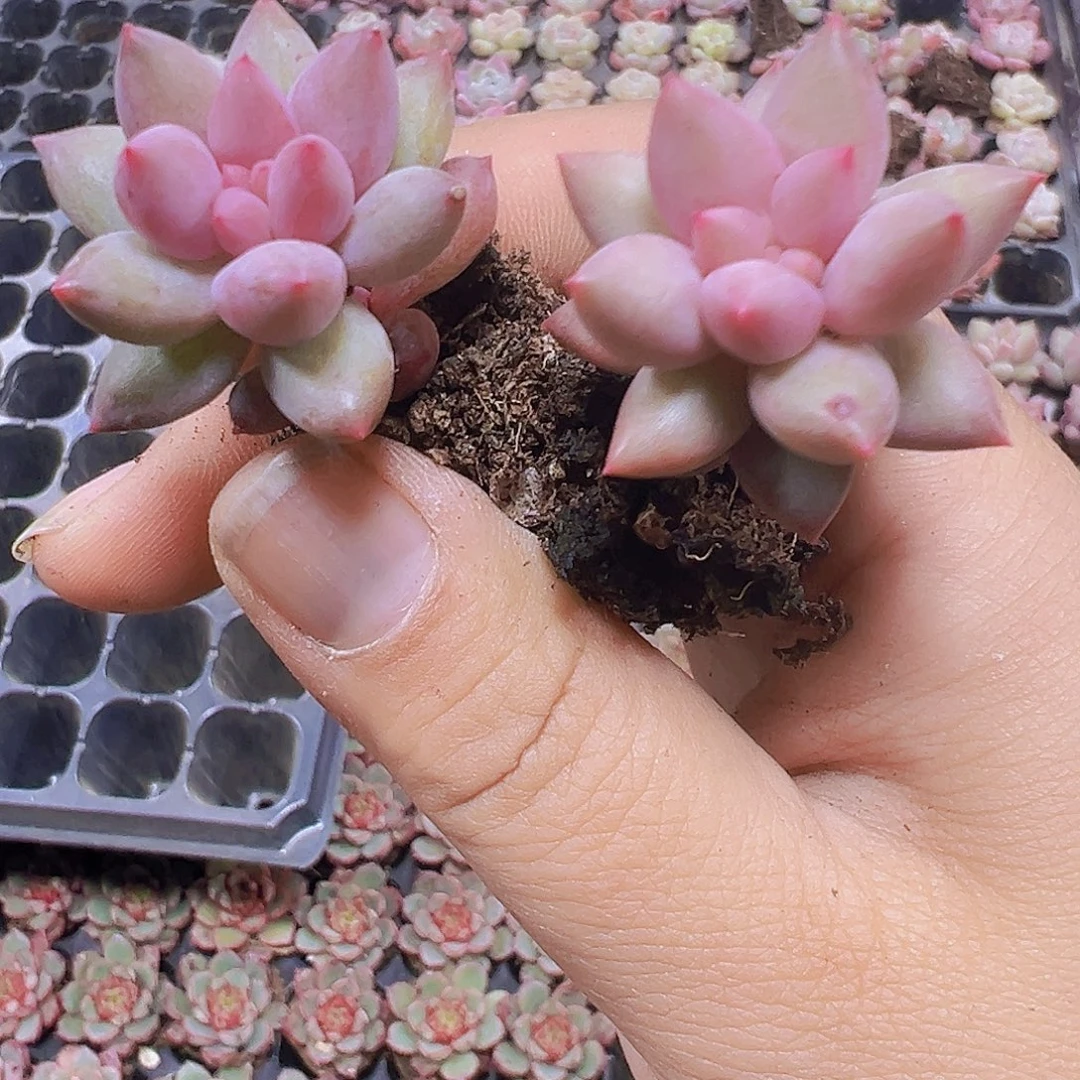 红蜻蜓5个19包邮多肉植物