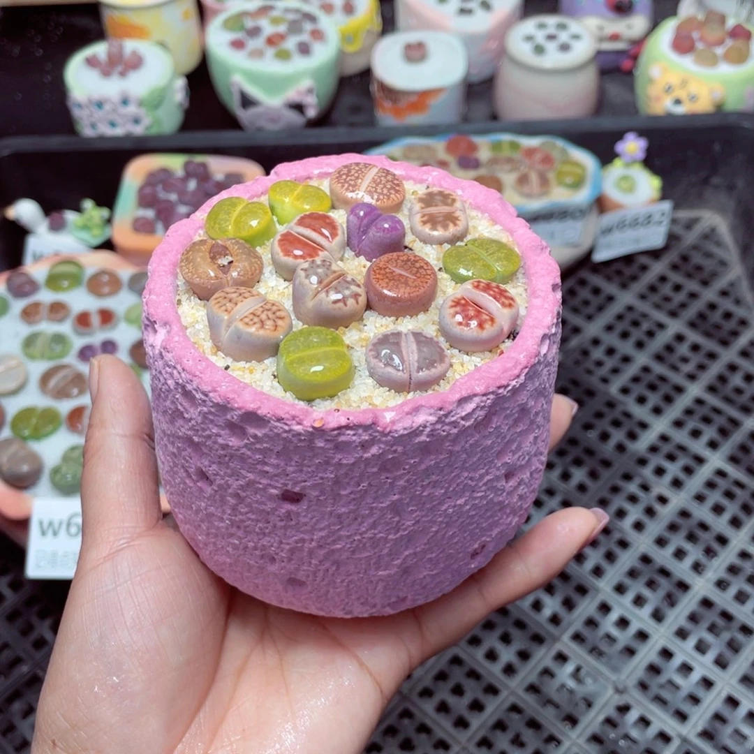 w6683 -零下地区拍保温箱-15支持寄养