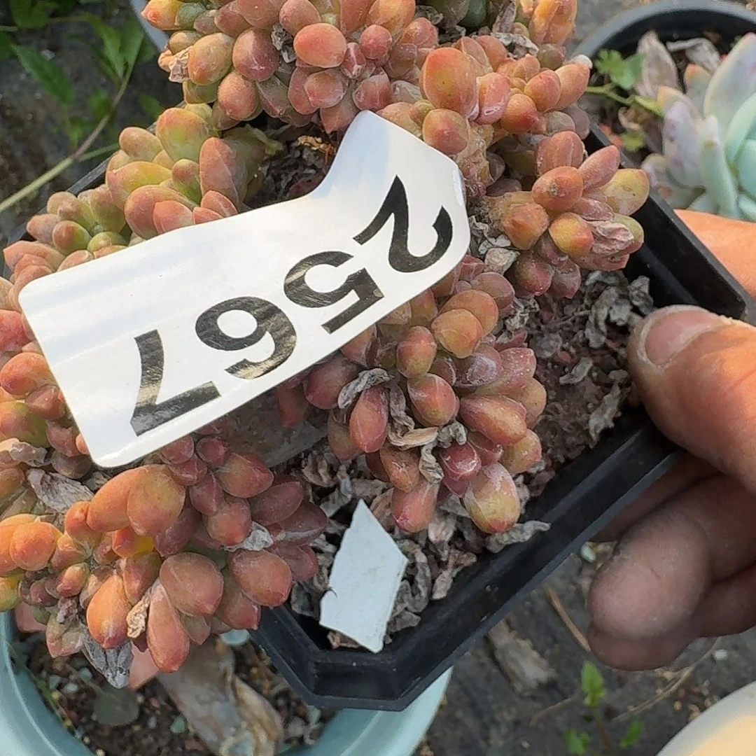 9****哥3131611661166161616611