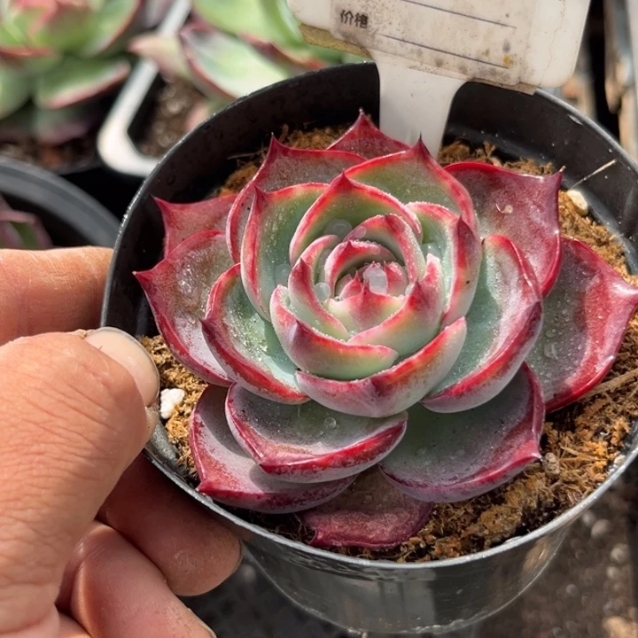 惊鸿一物一拍包装收缩花旱914