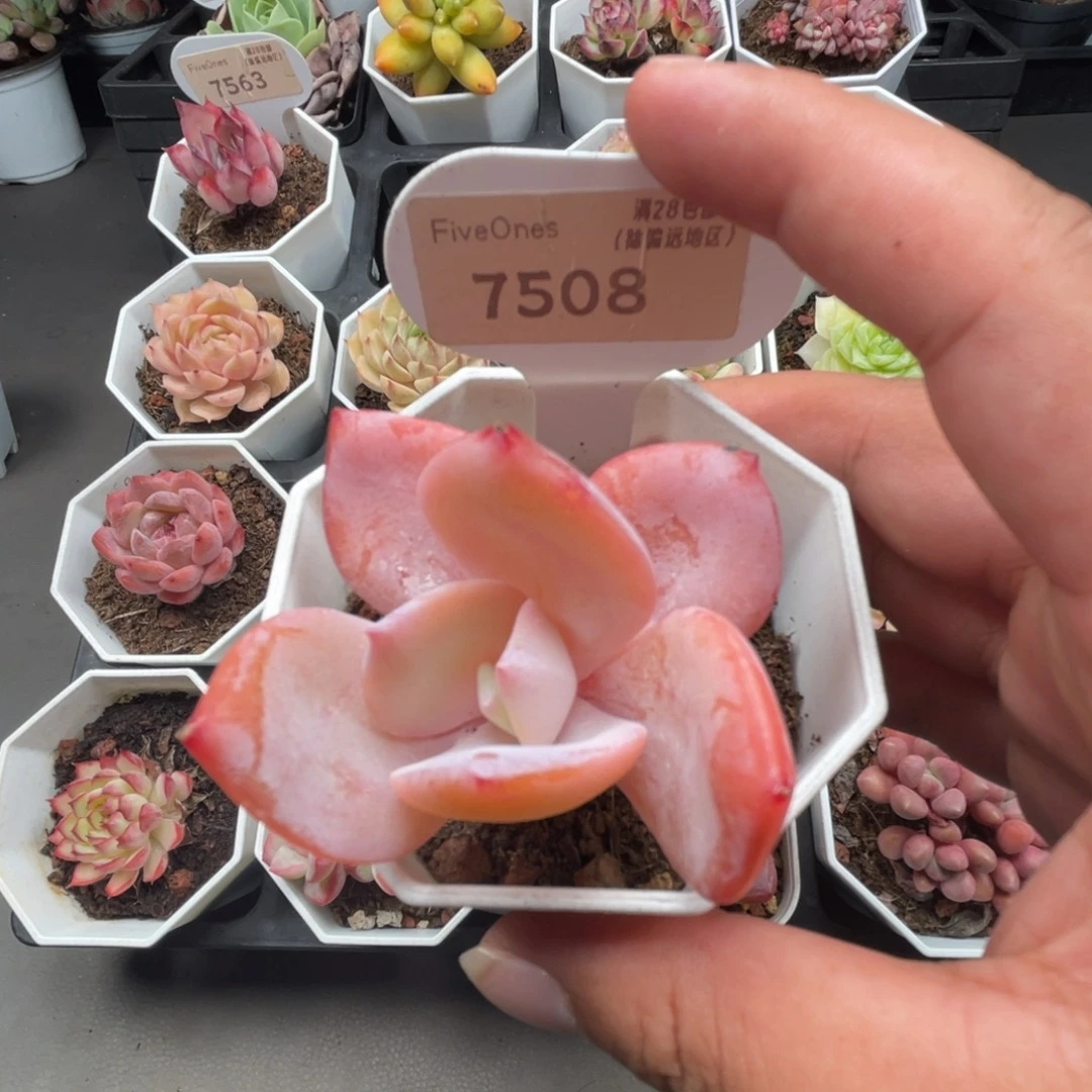 7508奶茶 5.0厘米