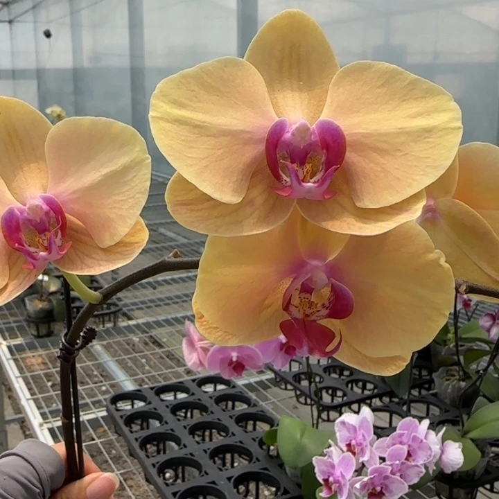 完全开放M476 剪梗