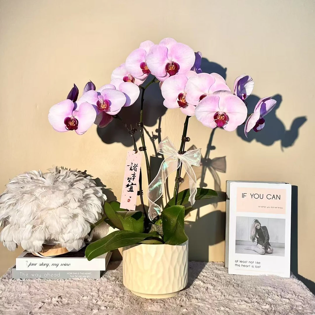 花掌柜  粉黛佳人 蝴蝶兰 粉色花型 室内精品观赏 真花