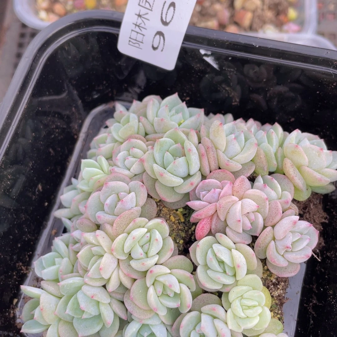 大*妮 多肉植物多肉植物962