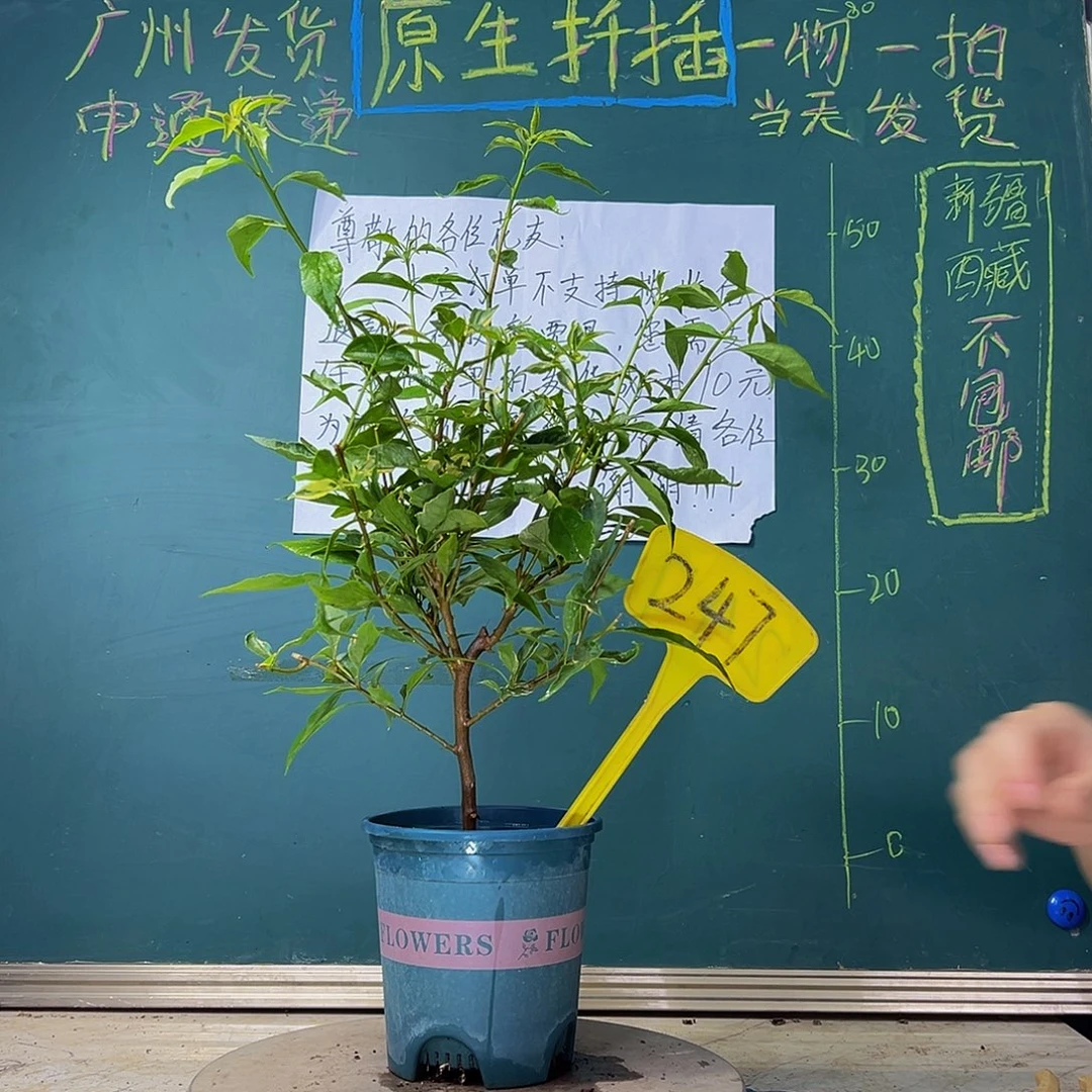 当前无花栽培后可以开花 福利 红蝶  247