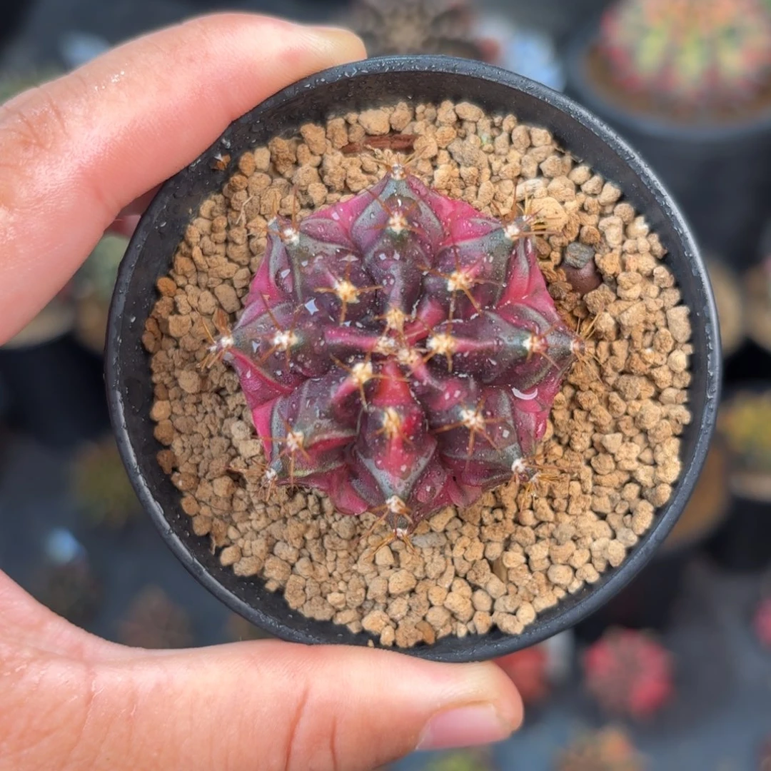 泰系米哈实生仙人球10