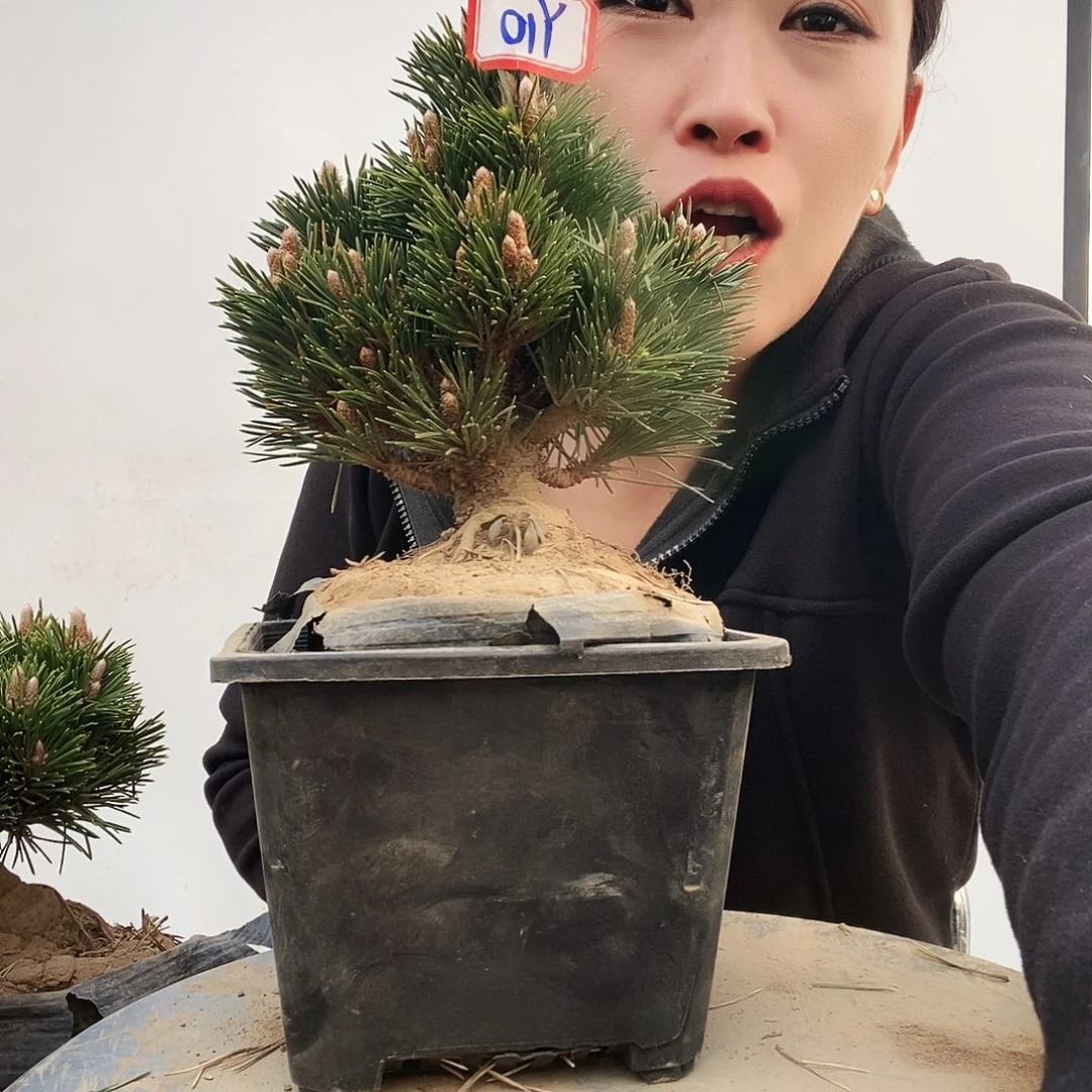 无花朵植物形态多年生草本