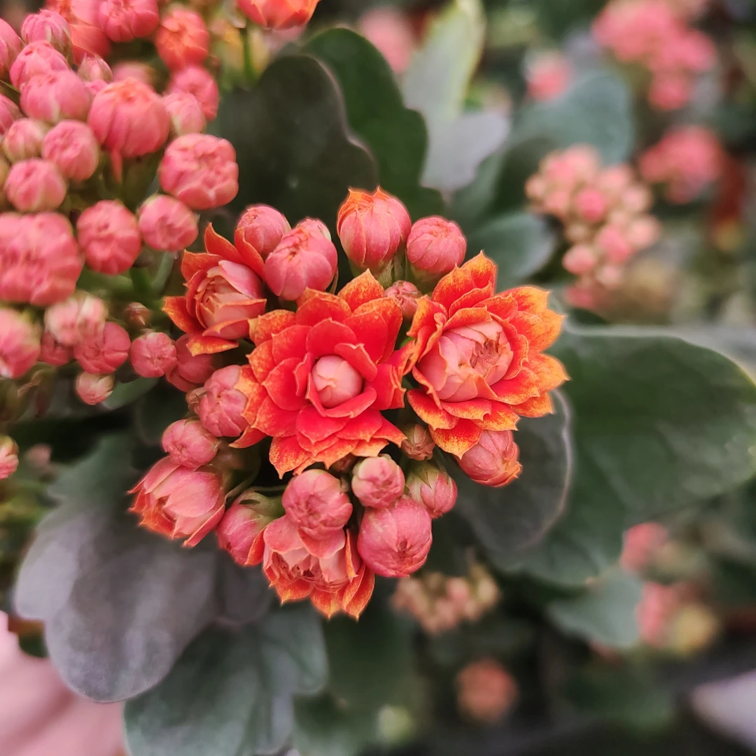 (盛宴)新品种大花重瓣130盆长瘦花(含盆高度25厘米左右)带花苞