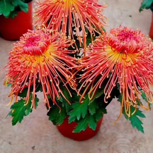 九月大菊菊花苗盆栽地栽室内阳台好养护耐寒耐热金丝菊大朵花卉