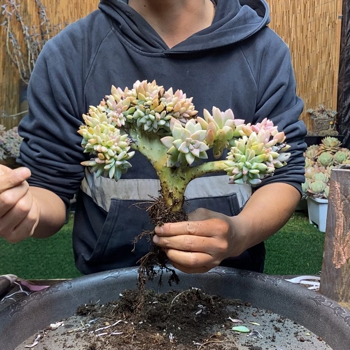 倔***任232 号淡雪多肉植物