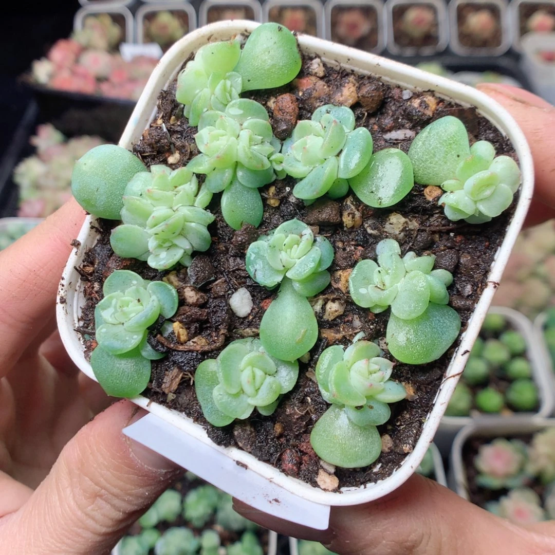 无花朵W14 纸鸢yyyyyy