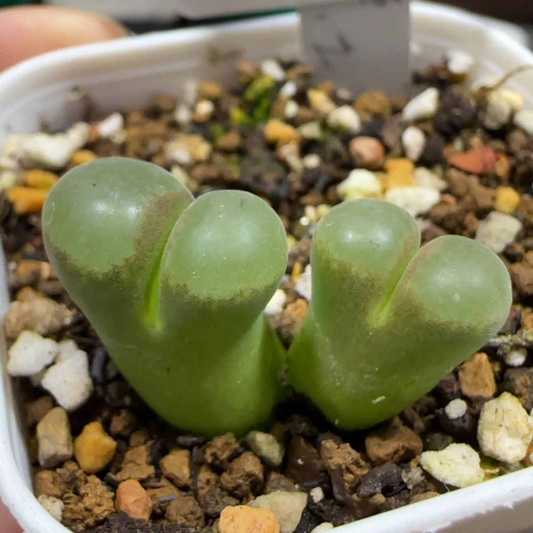 11.25。   极窗佛度。     2077