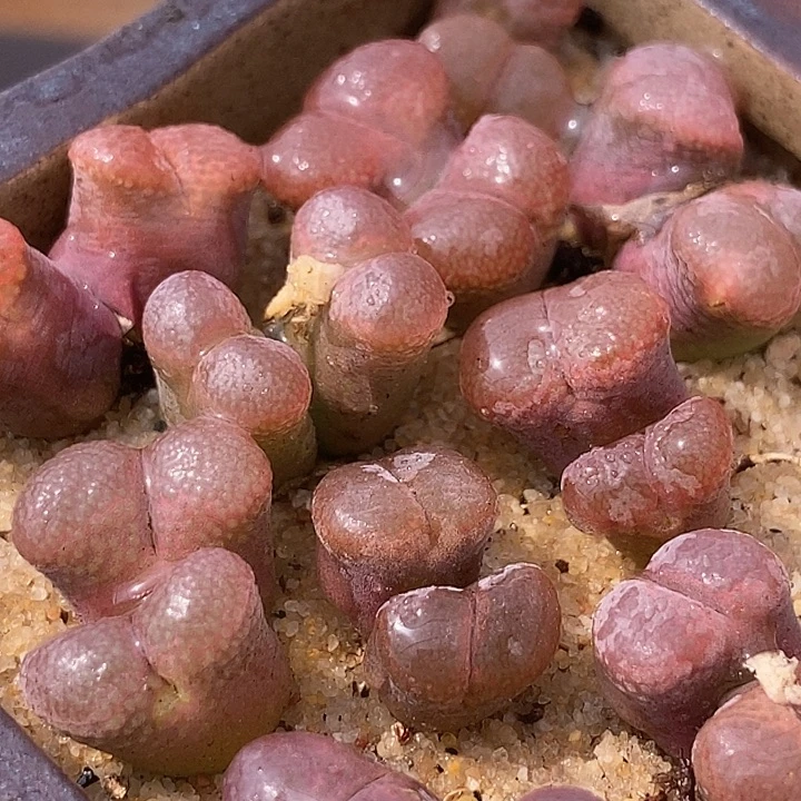 18534双头编号风铃一颗