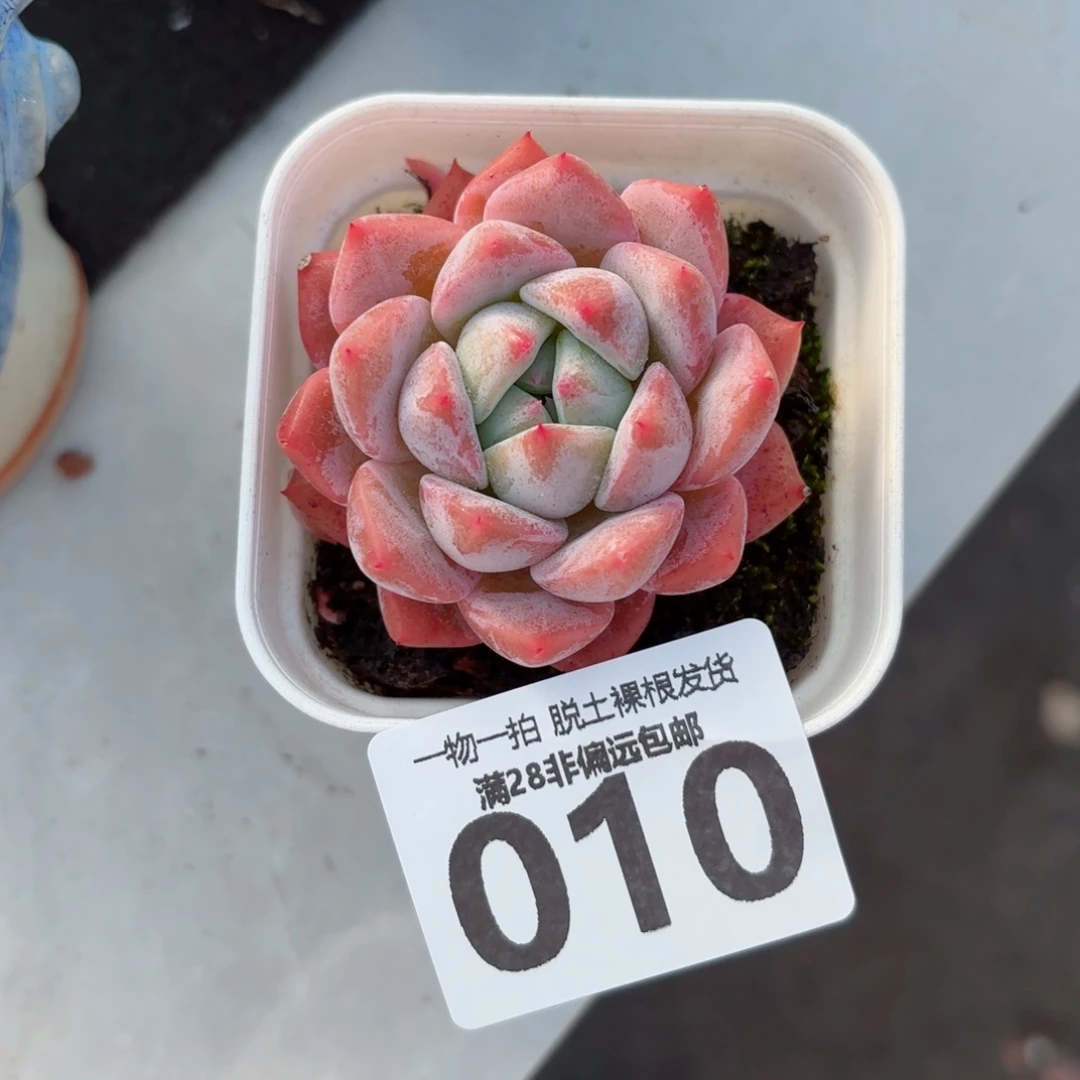 霜花单头无盆土发货