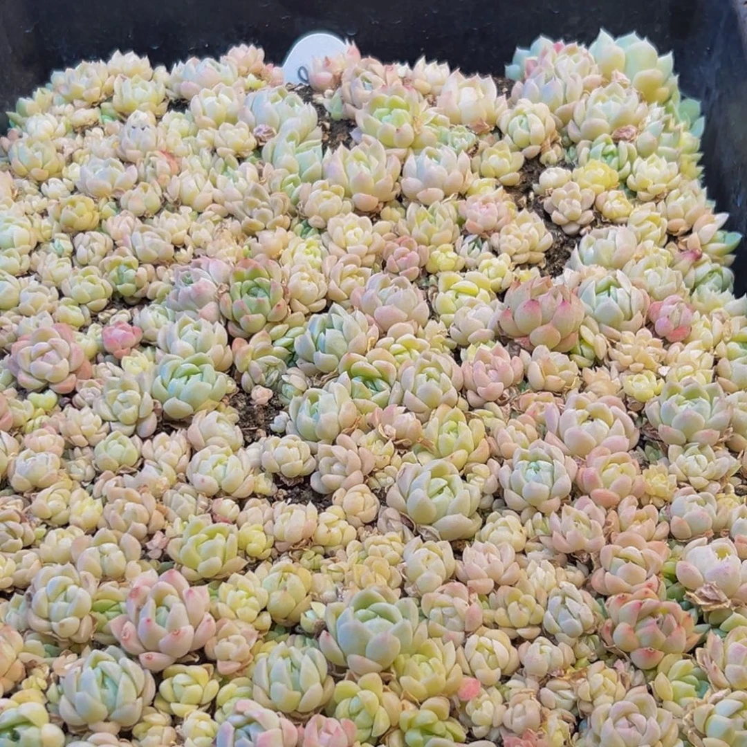 360多肉葡萄的味道真的是太好闻了吧
