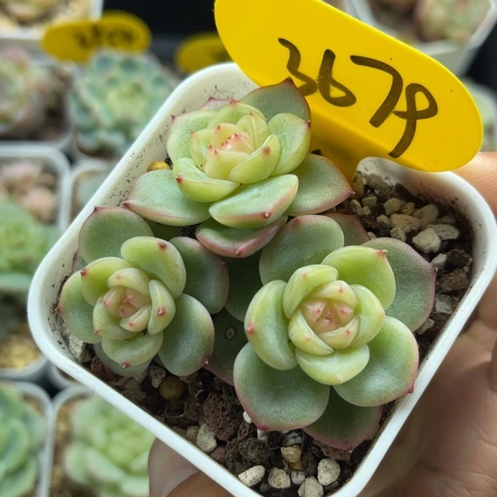 云岚珍妮3头群3679