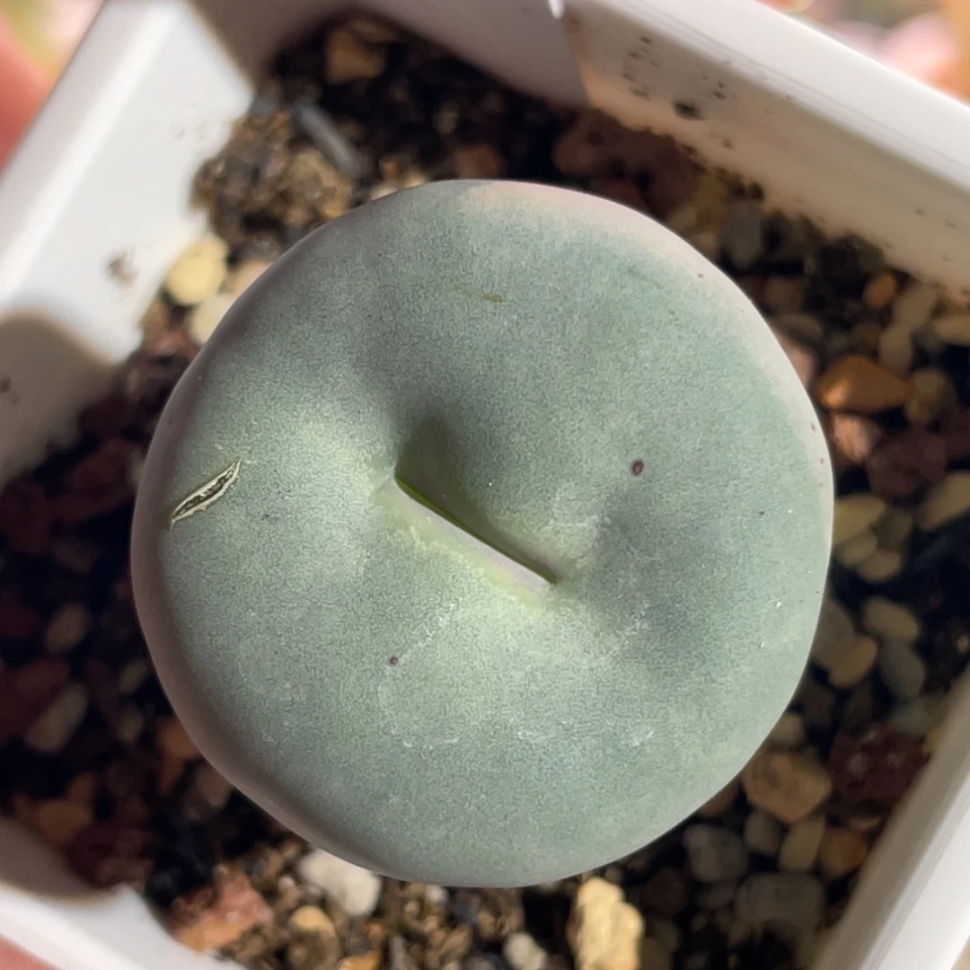 哥***了歌姬红嘴植物一物一拍