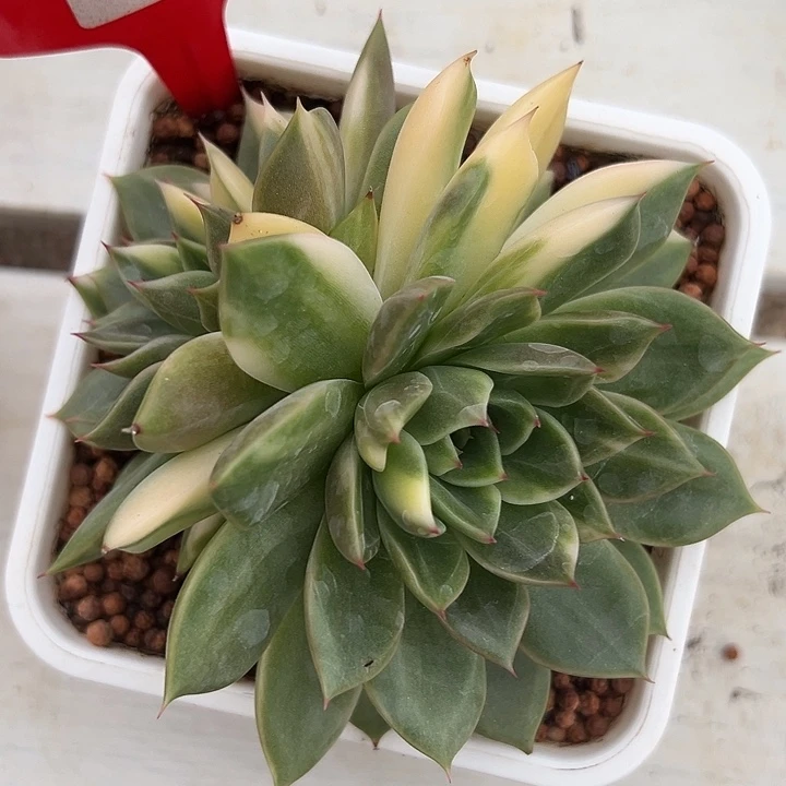 844号东云杂花脸双头