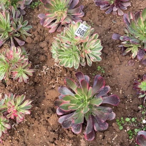 098倾城不包断枝