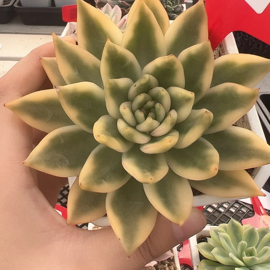 31号阿格妮斯锦多肉植物