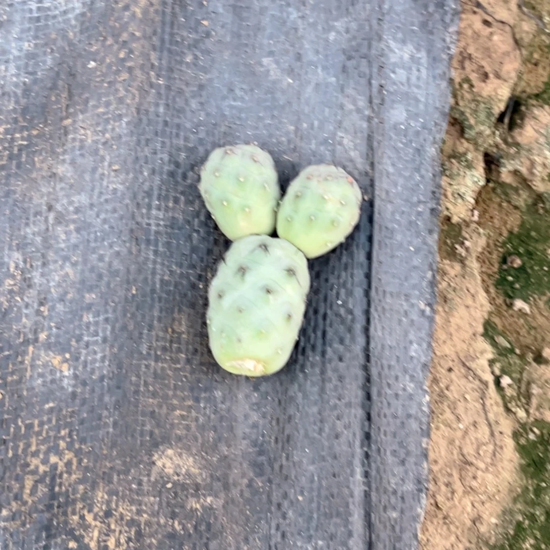 绿皮退刺习志野仙人球