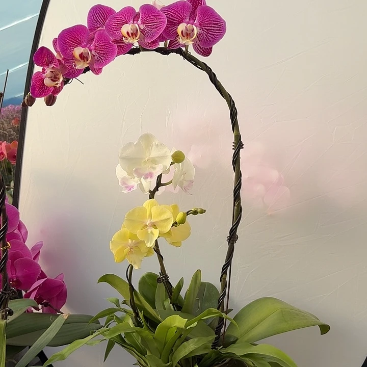 无花朵造型蝴蝶兰一盆一物一拍