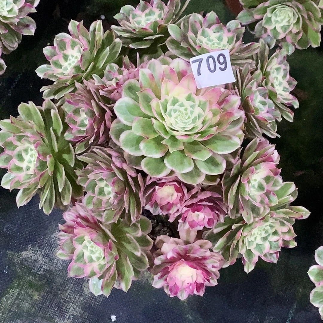 709孔雀翎冠服30公分以上