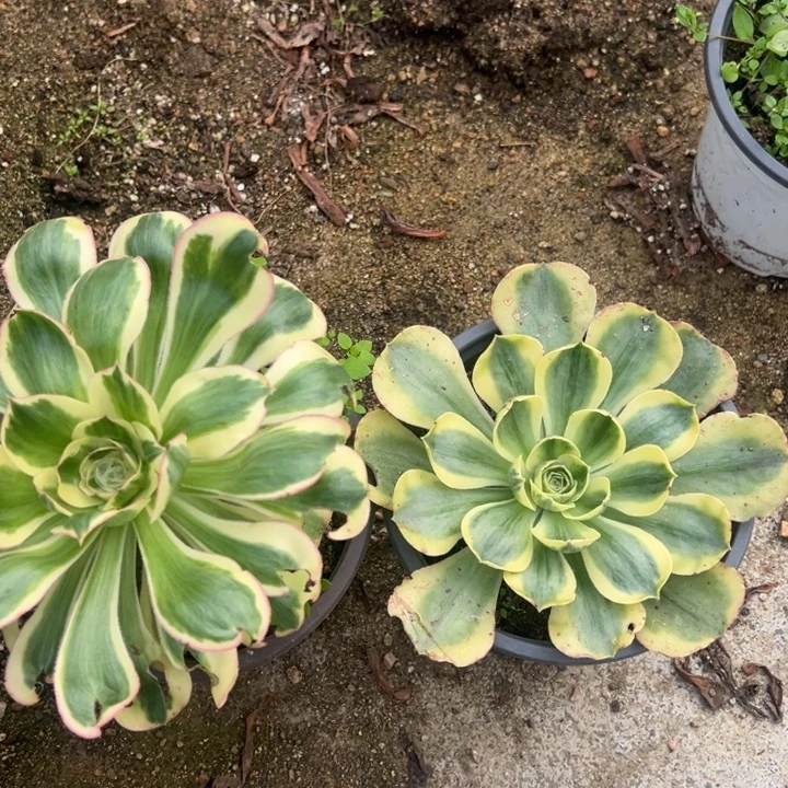 燕子锦香炉盘两颗组量