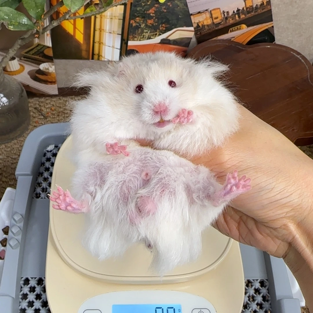 银鸽灰波弟弟8.08