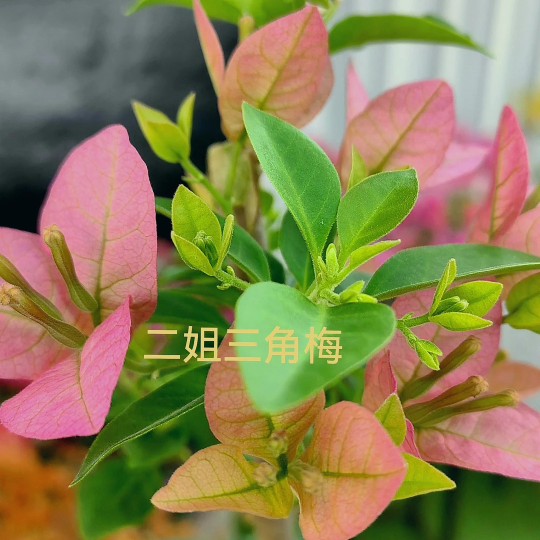 新品｛卡亚塔｝勤花，丰花，四季开,原生0.5仑带盆三角梅！没有育苗袋！