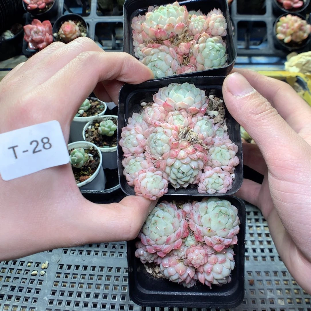 T28量拍3颗一份y y y y