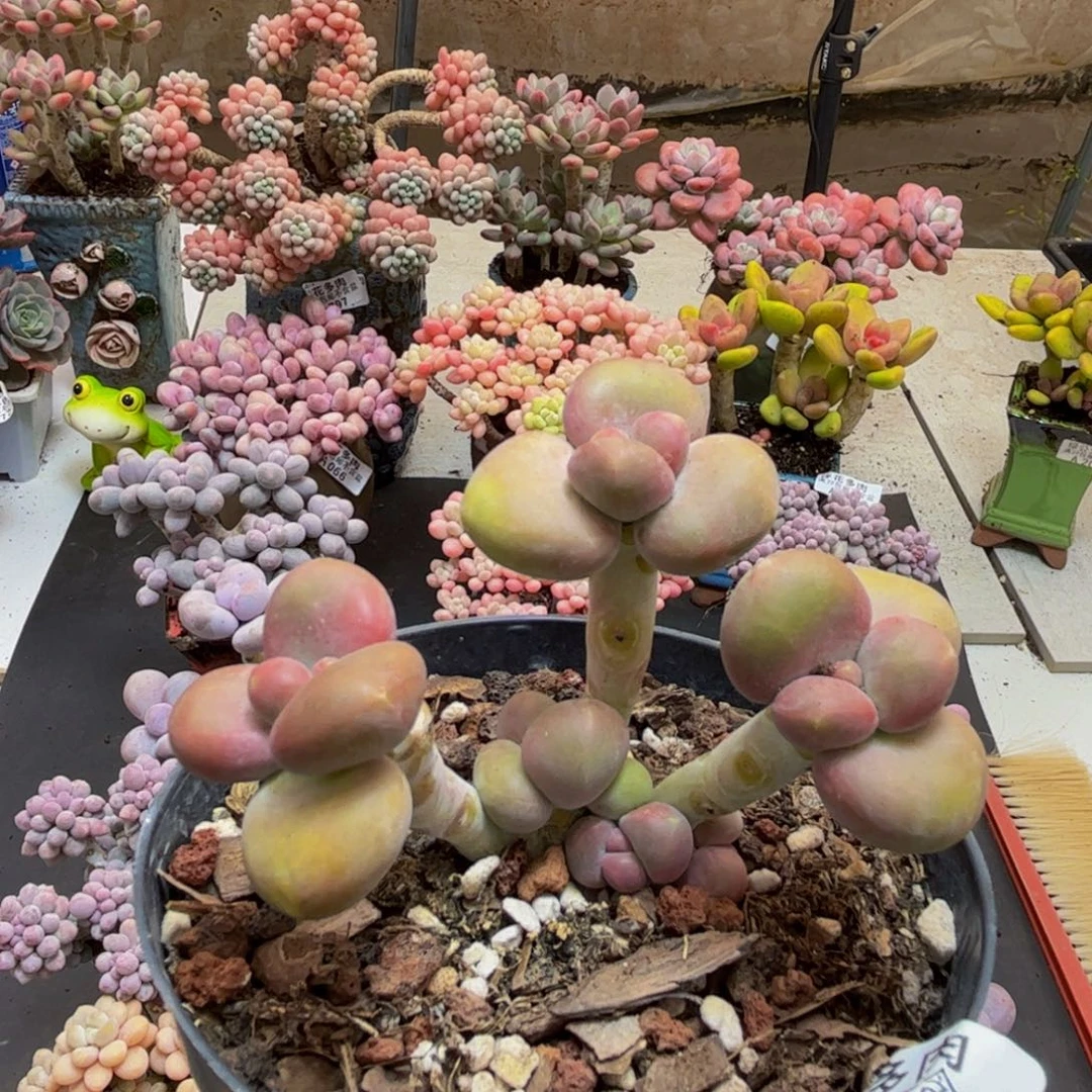 007芒果kk奶8cm多肉植物