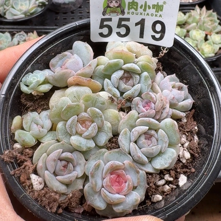 丁***霞多肉植物多肉植物