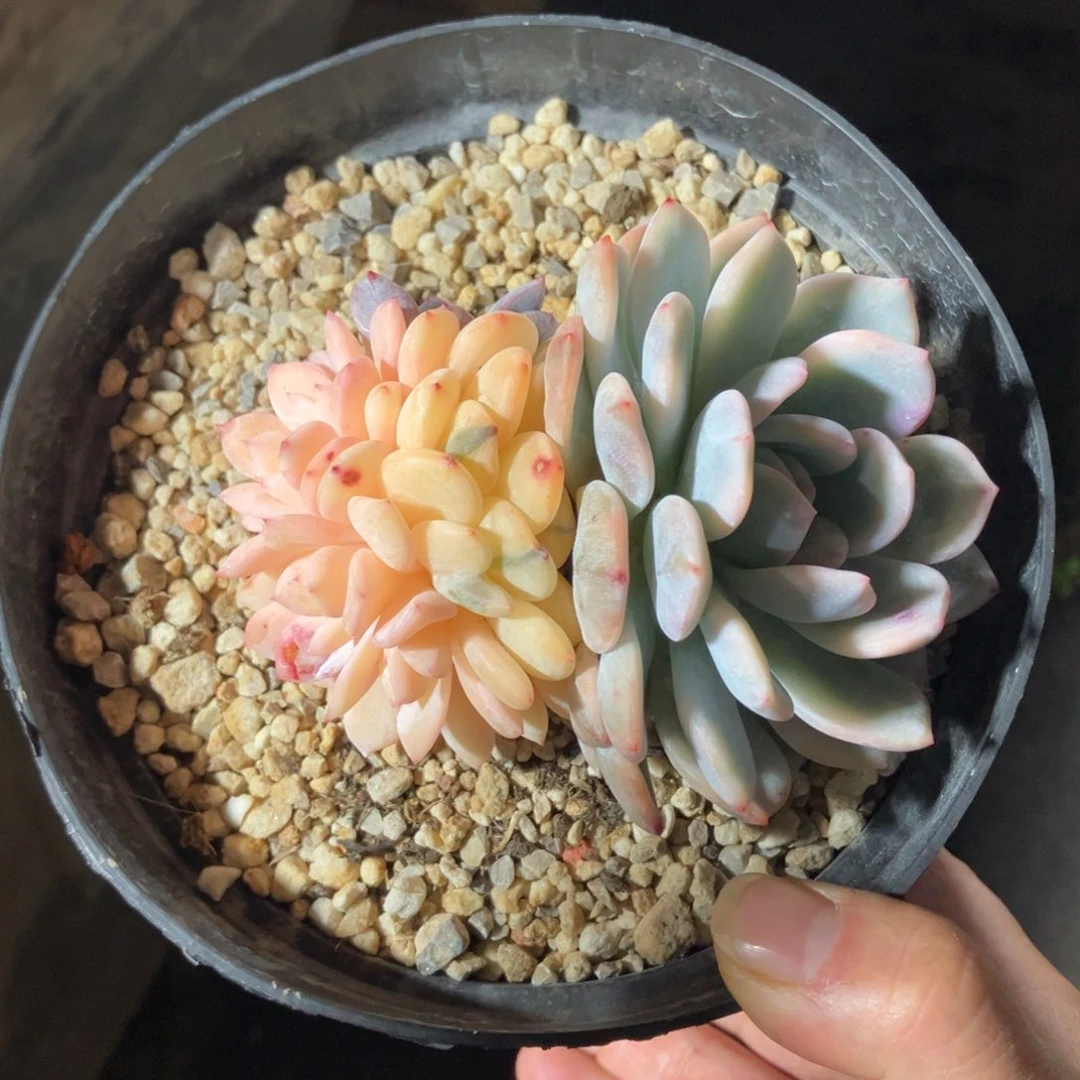 一物一拍不支持退换 免费寄养 橙子锦