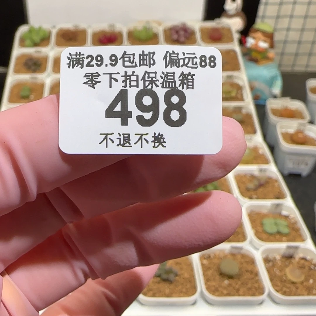 用***我肉锥多肉植物组合-498