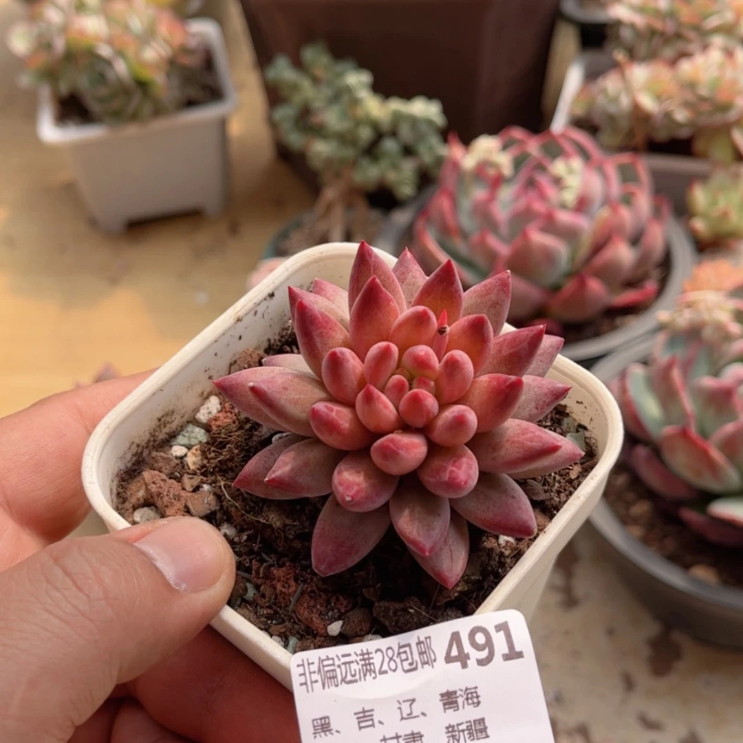 【闪购商品】491虞美人