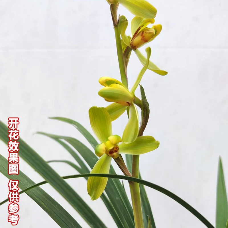 春兰[神梅]2-3苗祼根 浓香型兰花 花期11-2月