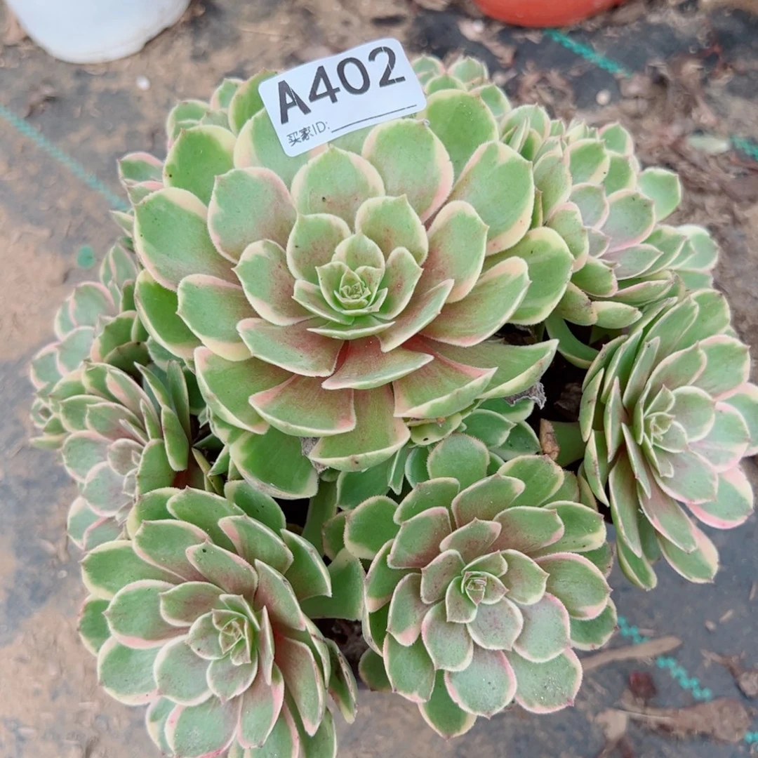 402粉花妖多肉植物法师