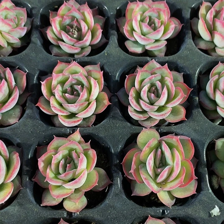 小侧影1元带土发