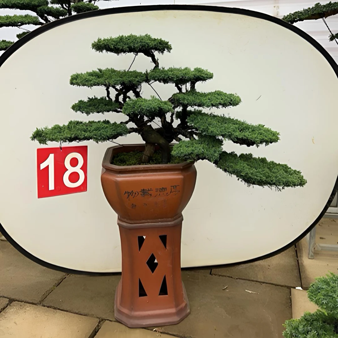 济州真柏两颗丛林桩迎客造型高端精品老桩盆景四季常青