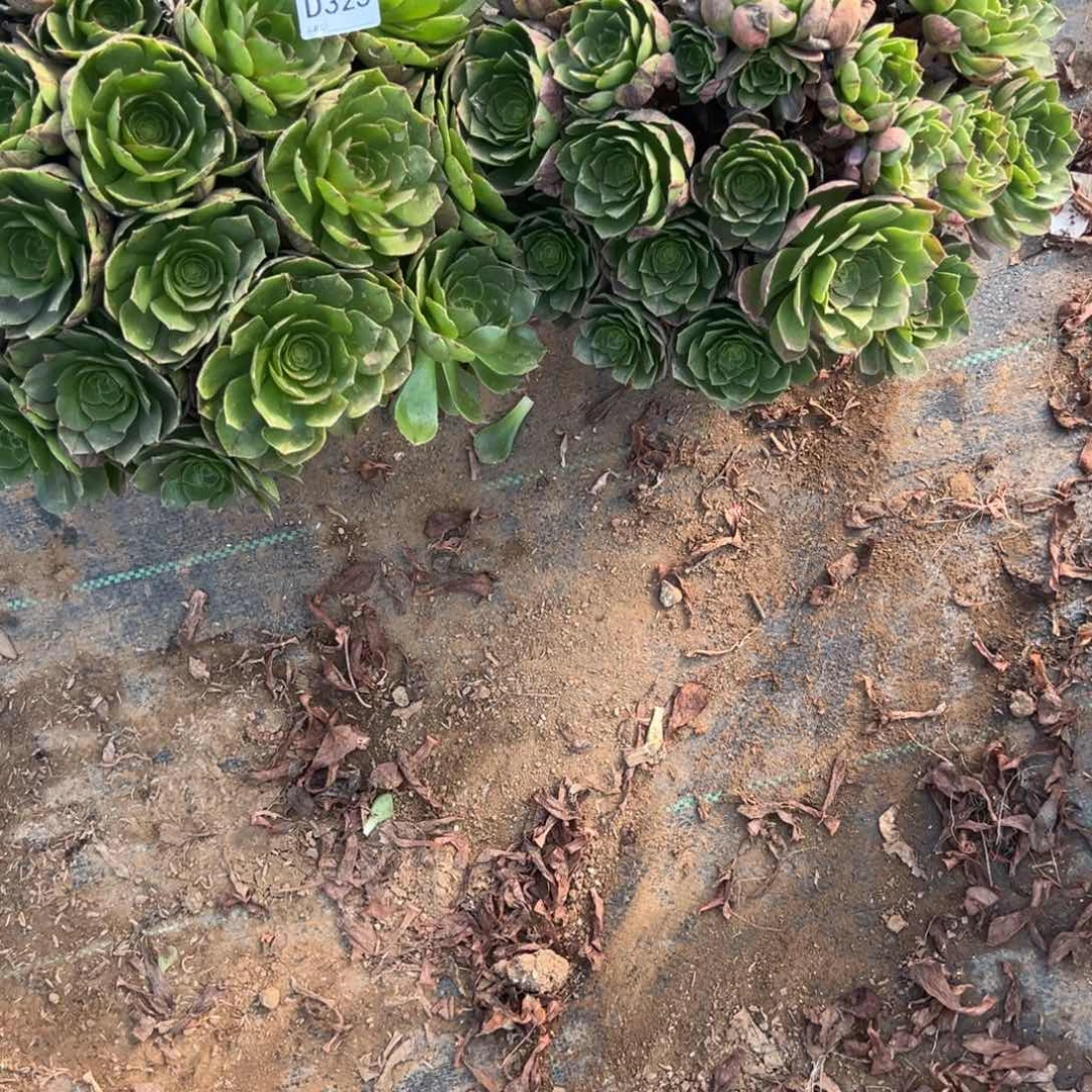 325两颗组合多肉植物法师