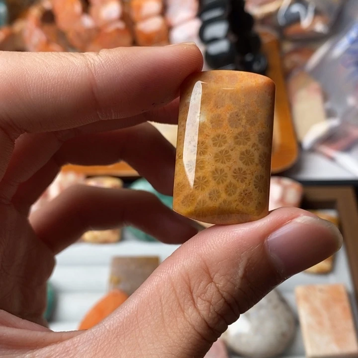 清***呀硅化玉未镶嵌珊瑚玉