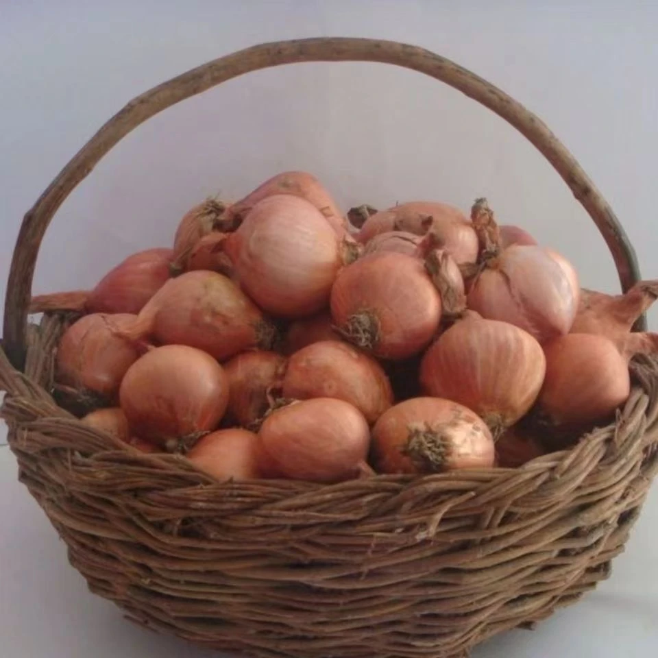 东北毛葱 现摘现发 新鲜发货