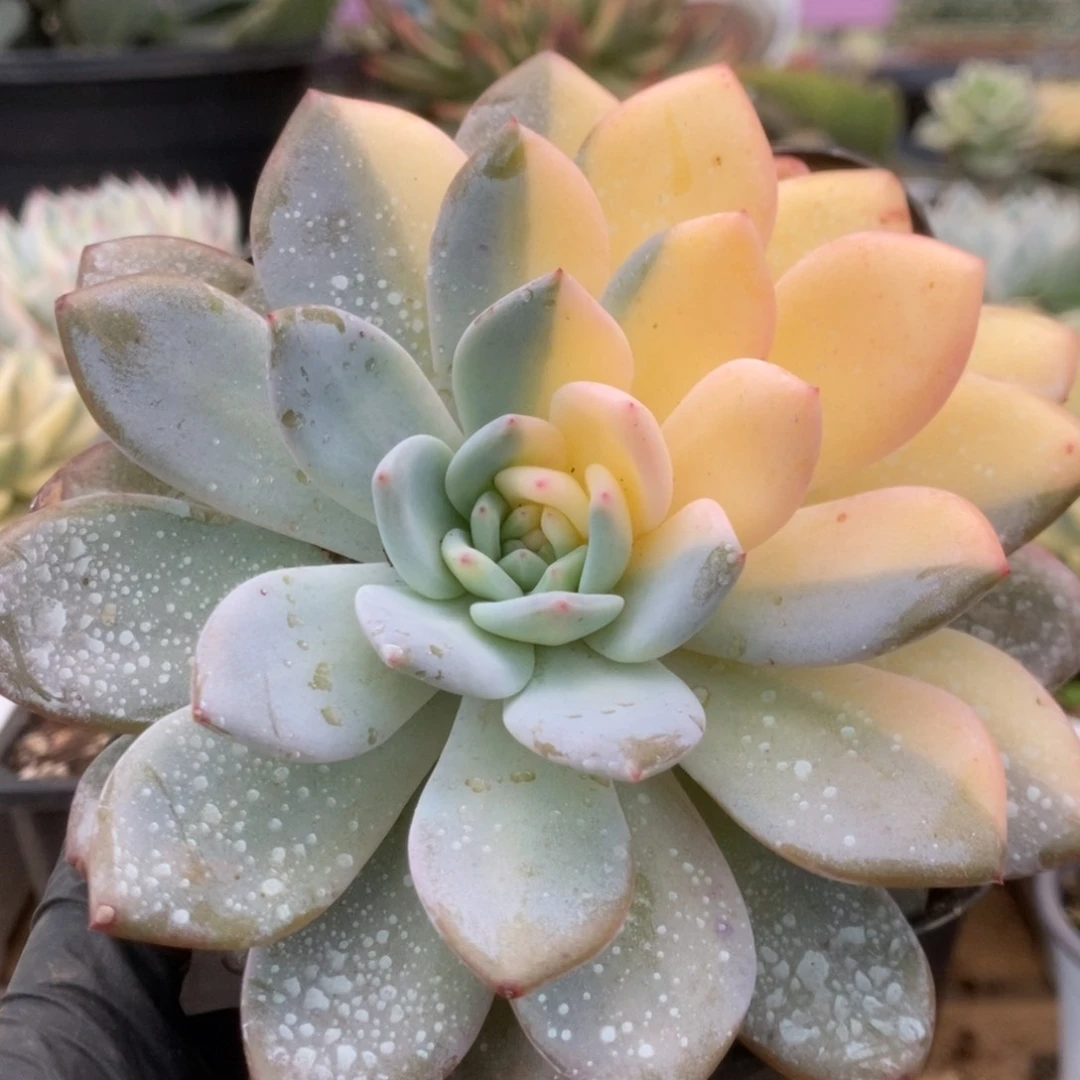 345橙子锦锦锦锦锦锦